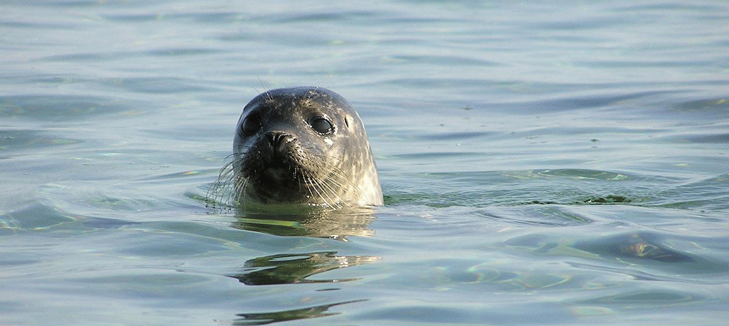 Sæl Læsø