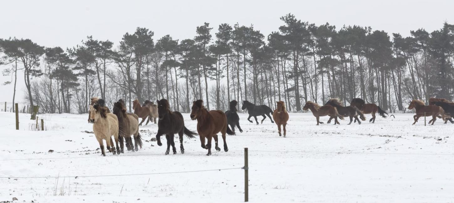 Heste i sne