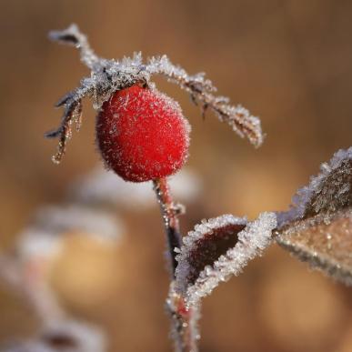 Frost på hyben