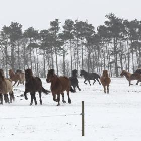 Heste i sne