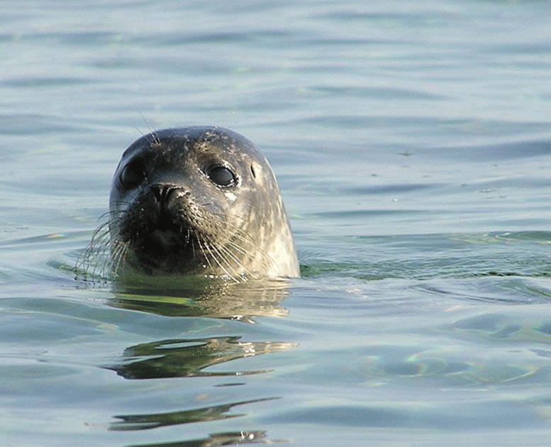 Sæl Læsø