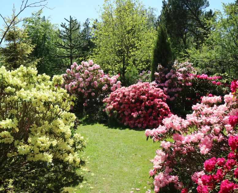 Rhododendron